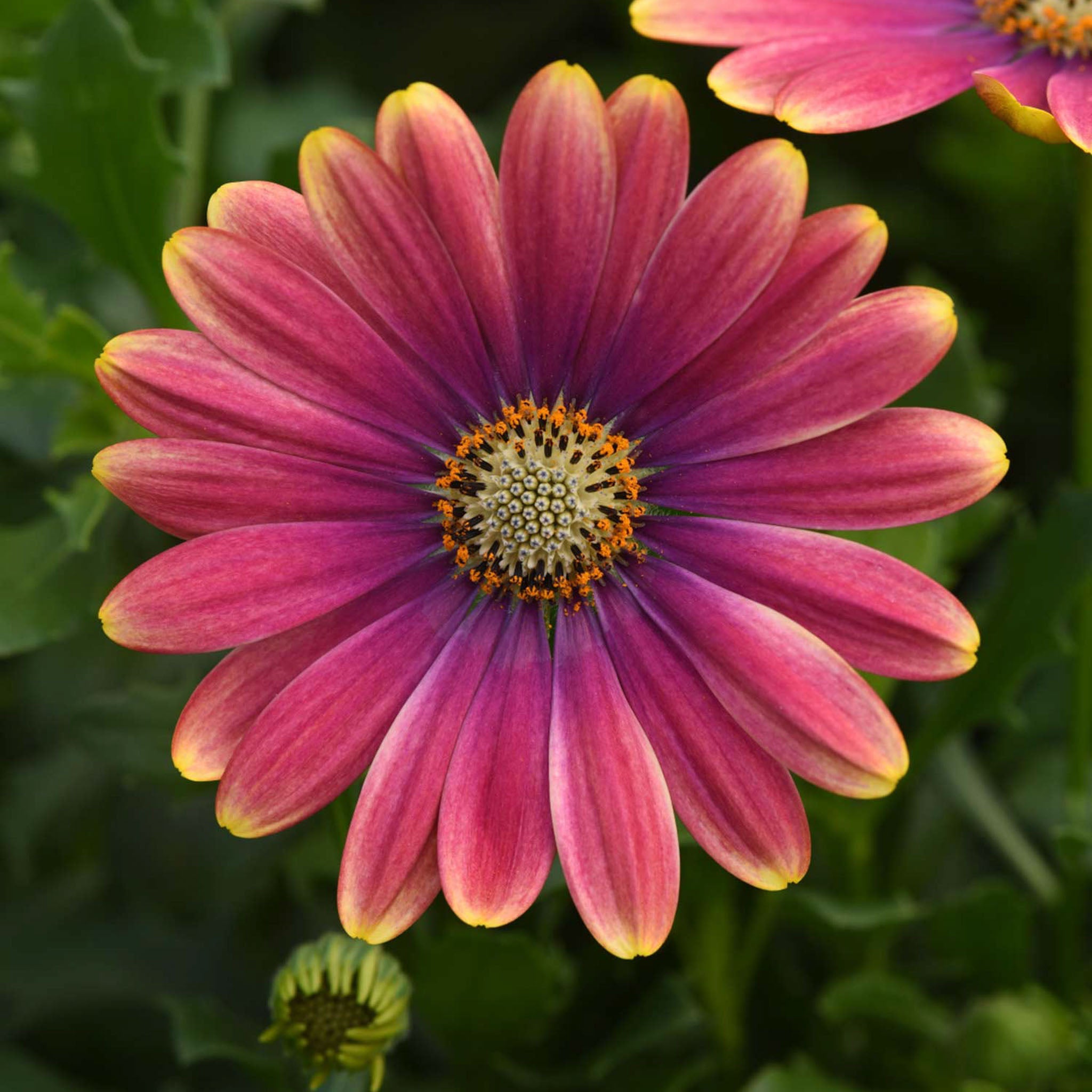 Zion Pink Sun Osteospermum