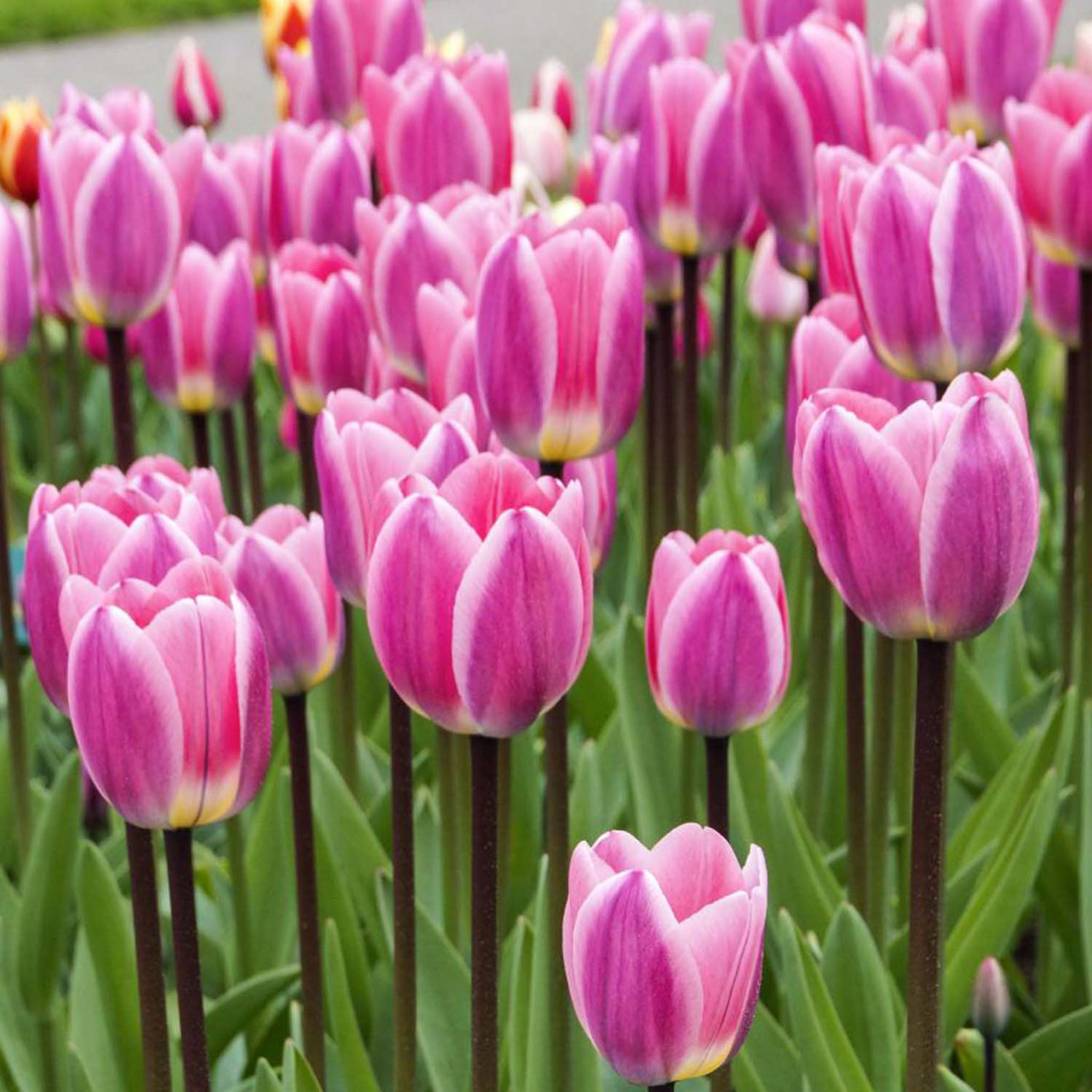 Light and Dreamy Tulip Bulbs