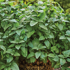 Lemon Balm