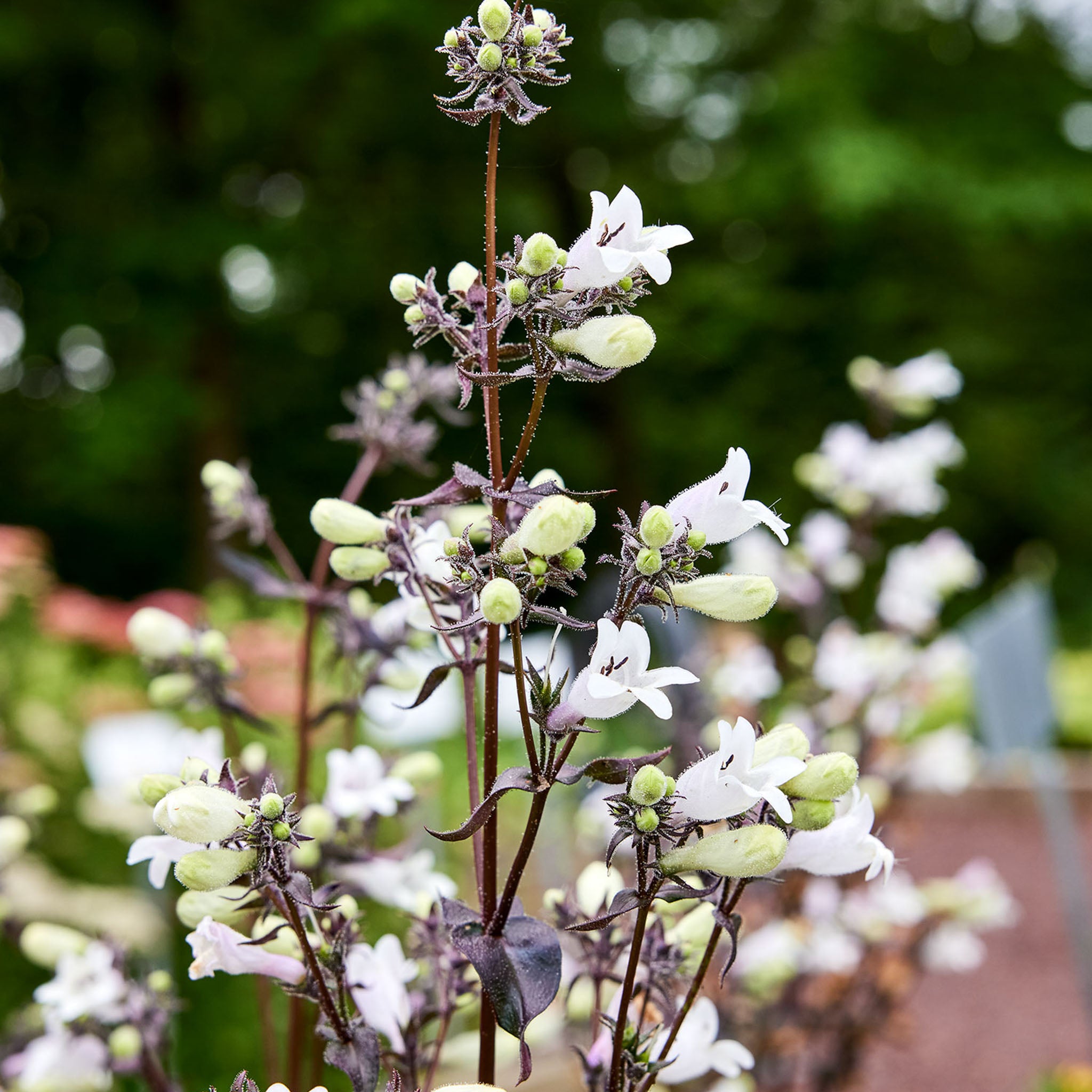 Onyx and Pearls Penstemon