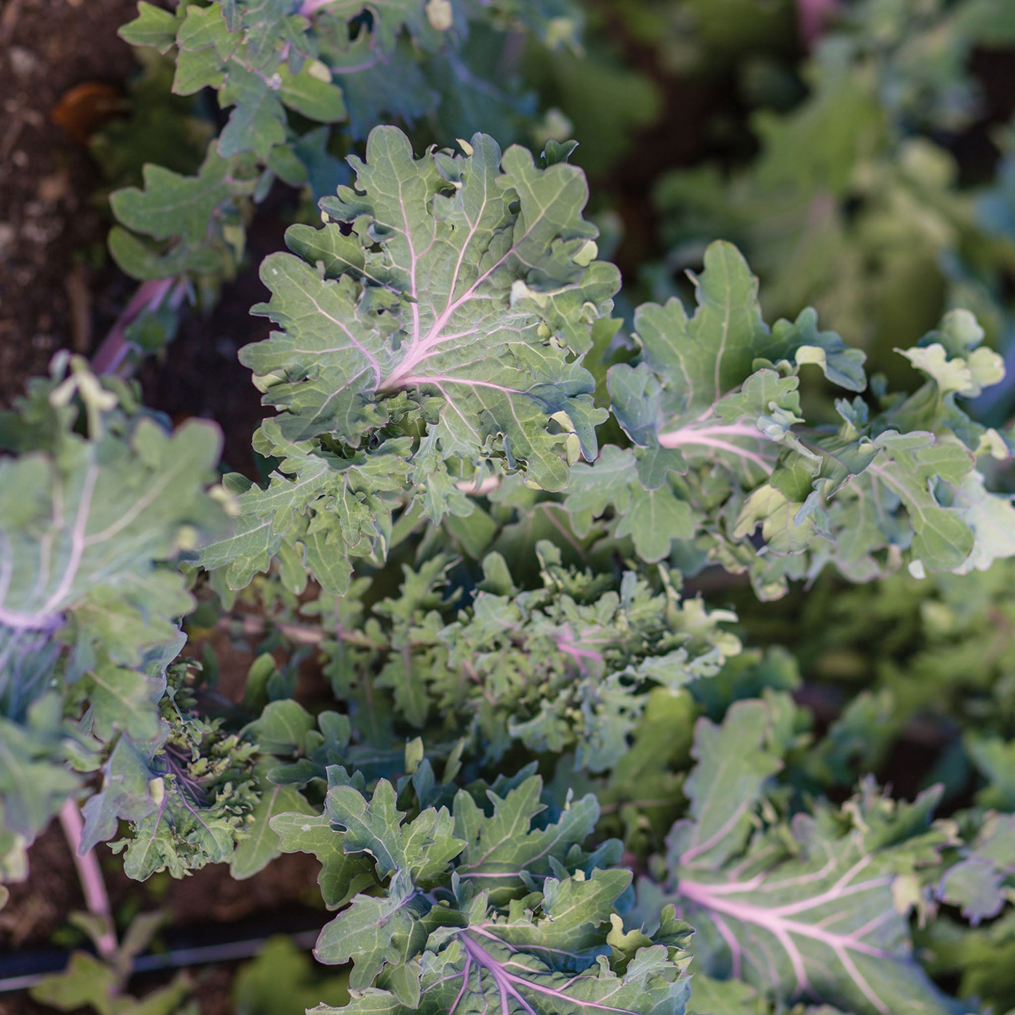 Kale Storm Blend Kale