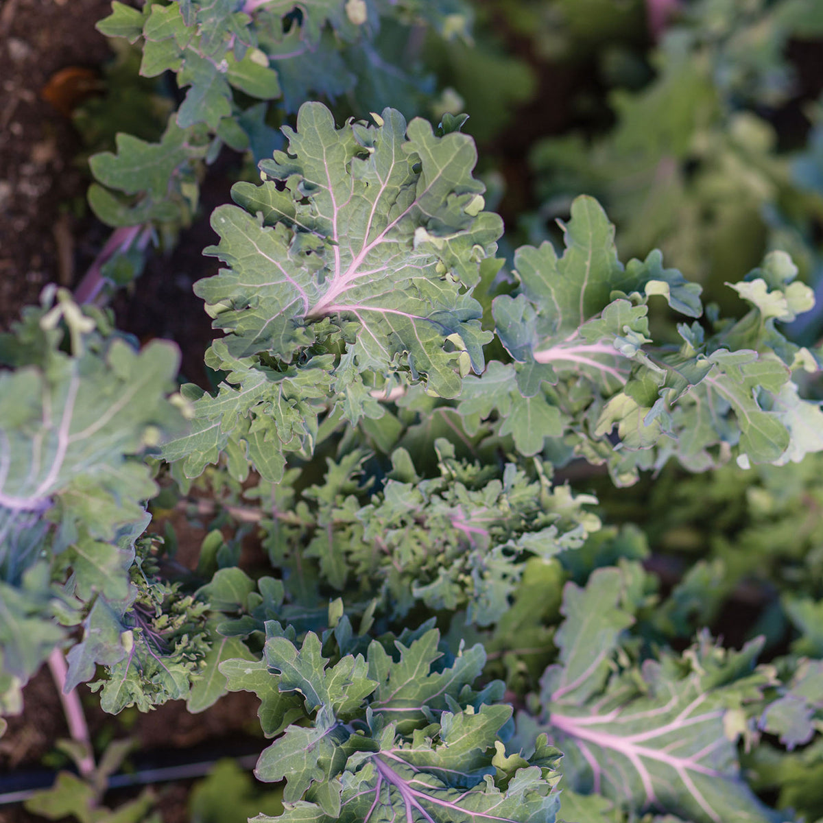 Kale Storm Blend Kale