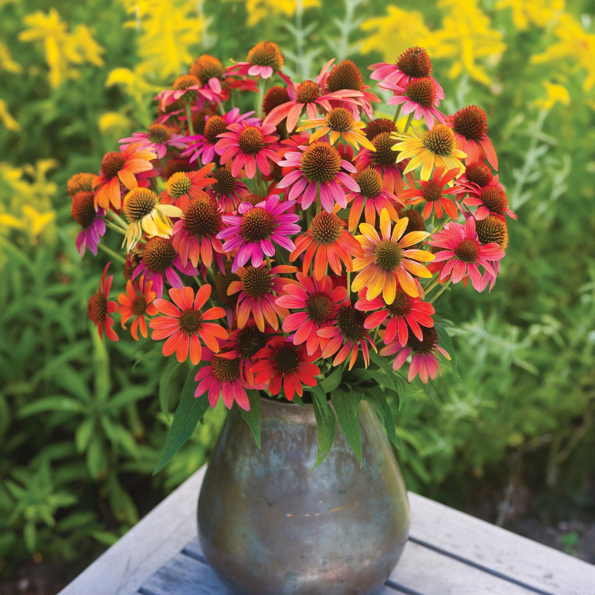 Warm Summer Echinacea