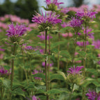 Humdinger Monarda Fistulosa