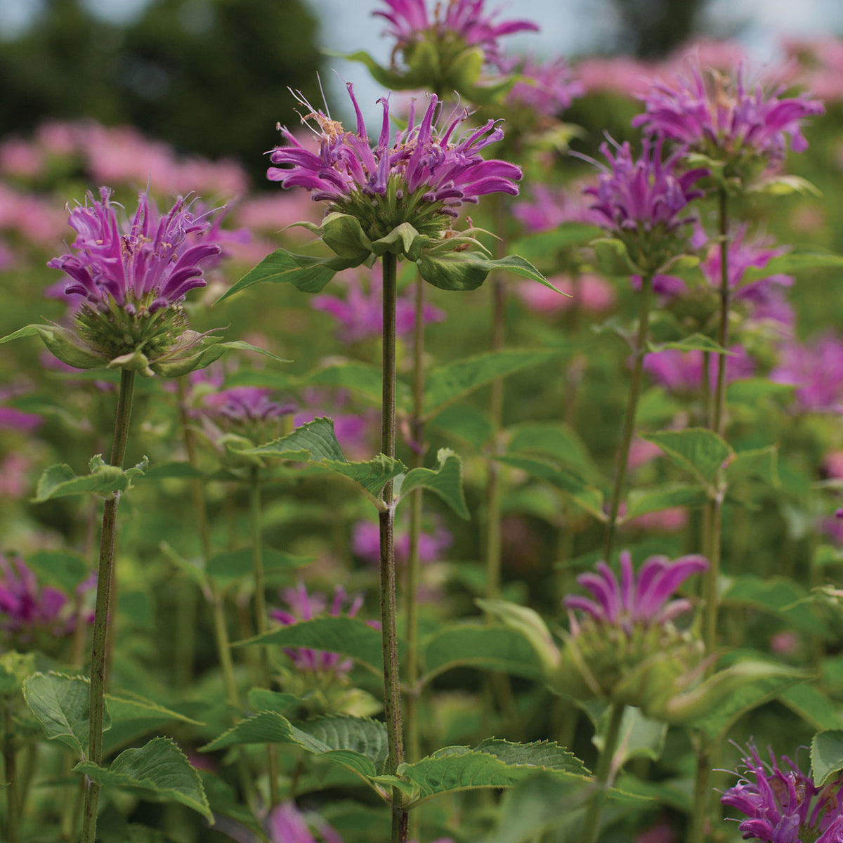 Humdinger Monarda Fistulosa