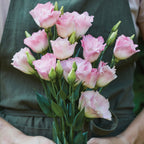Peppermint Pink Lisianthus