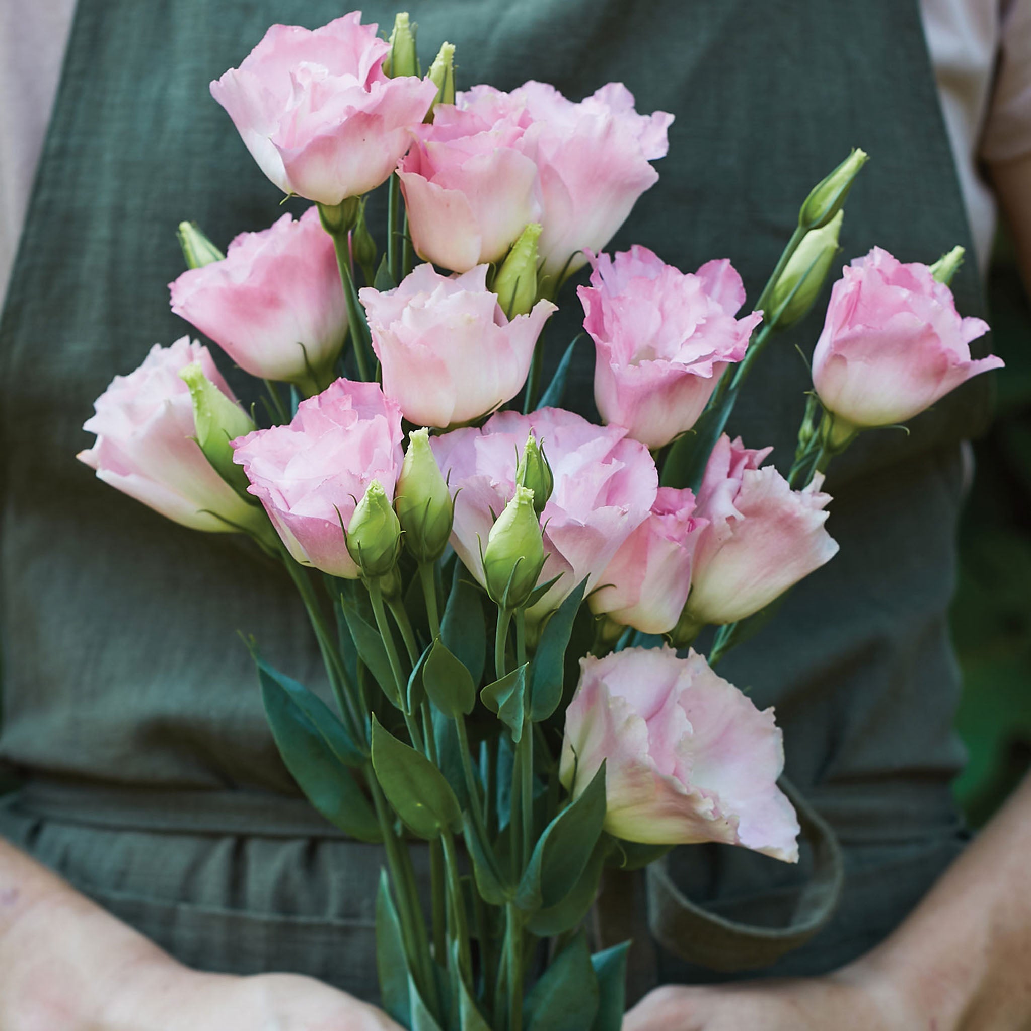 Peppermint Pink Lisianthus