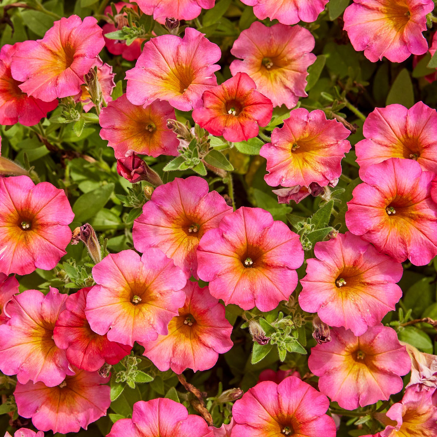 Crazytunia Mayan Sunset Petunia