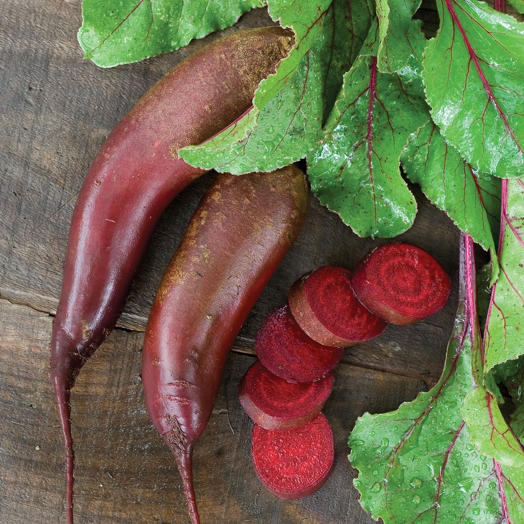 Cylindra Beet