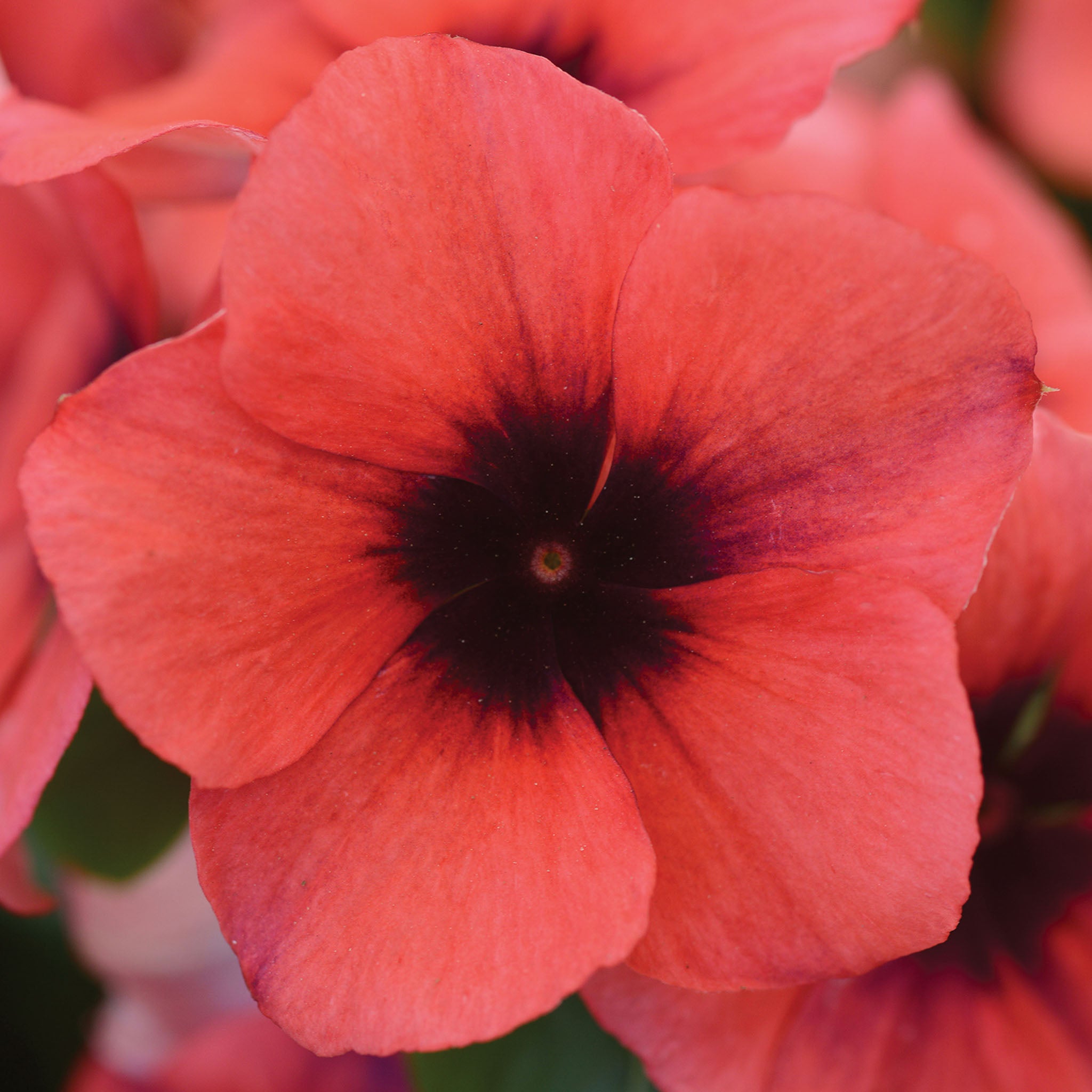 Tattoo Papaya Vinca