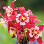 Origami Red & White Columbine