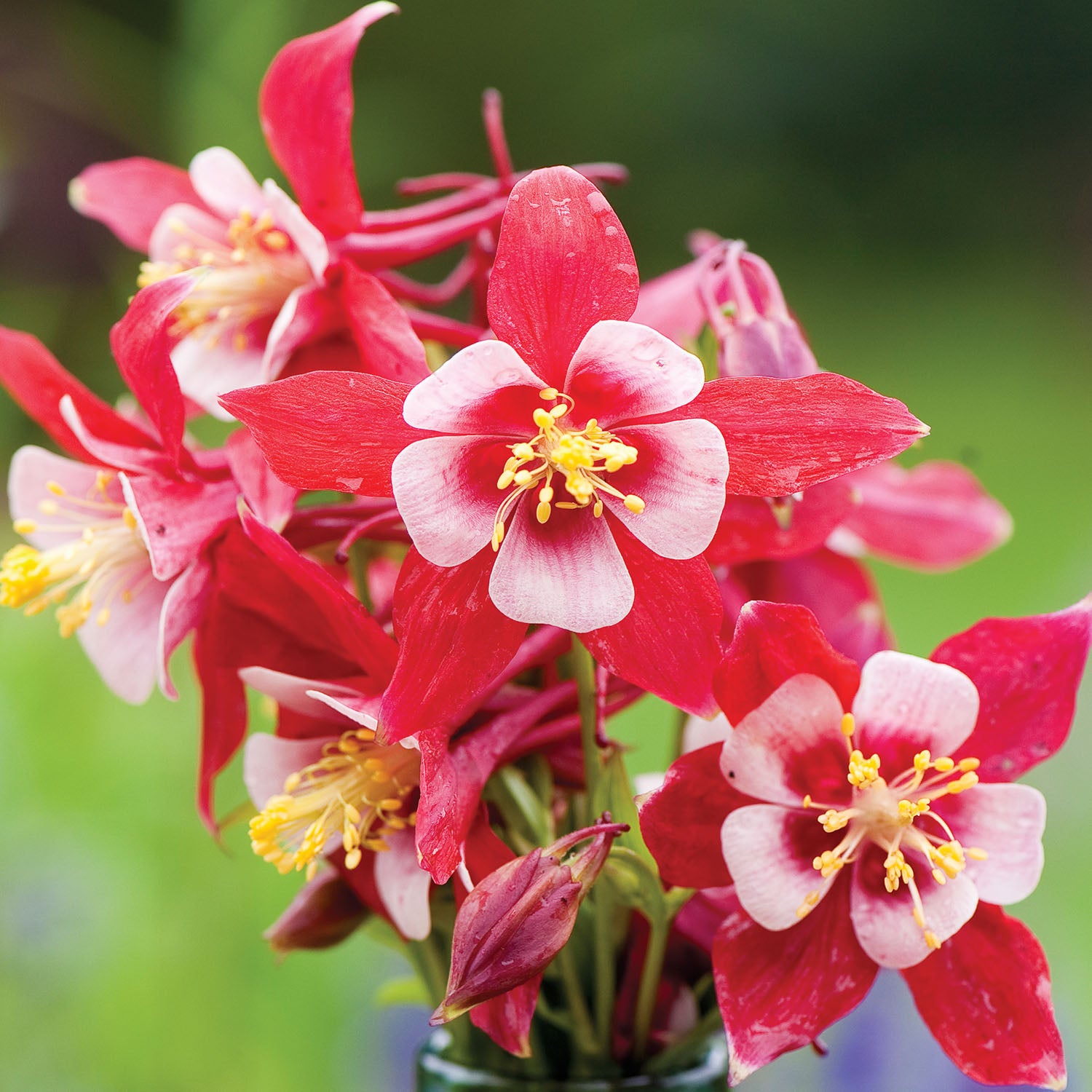 Origami Red & White Columbine