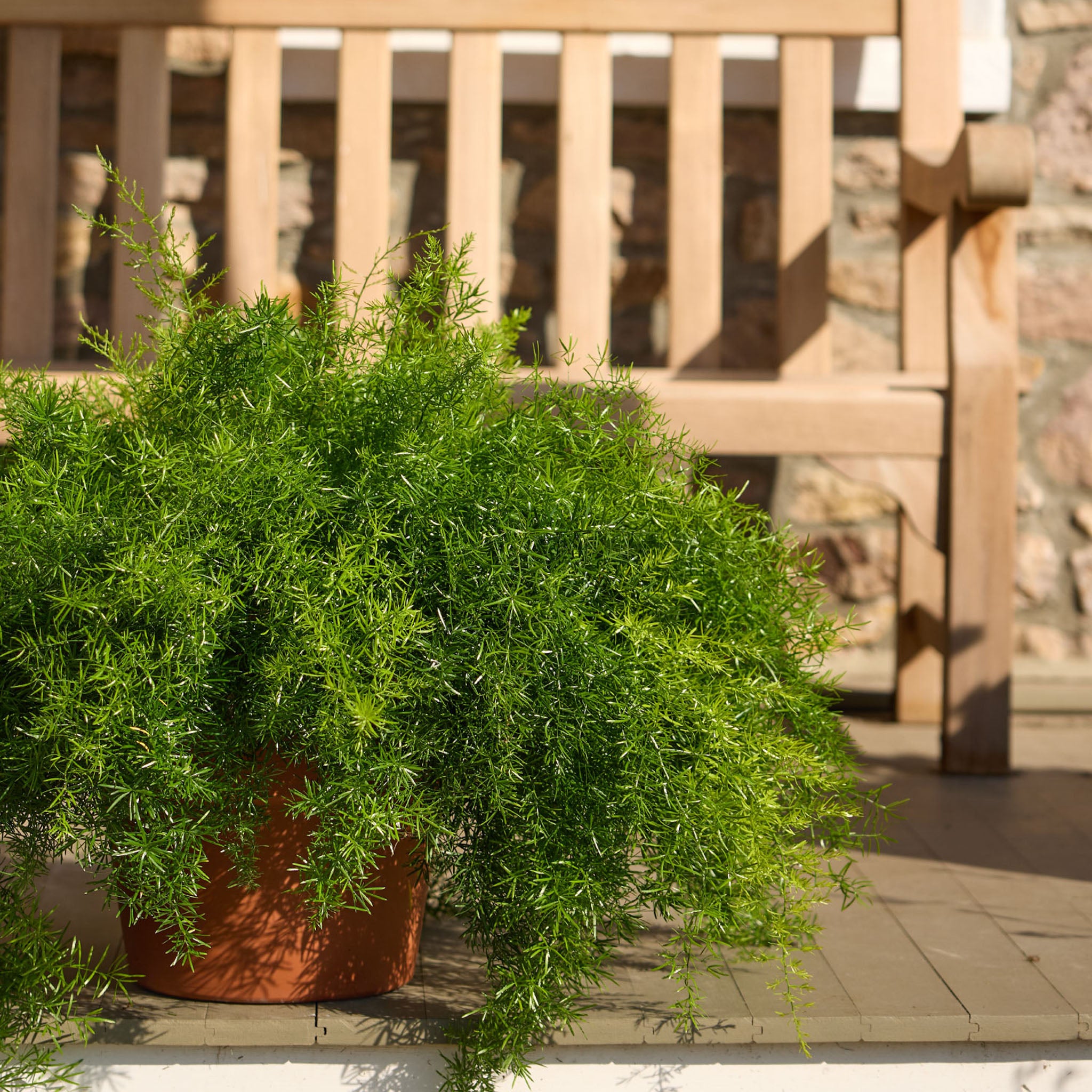 FuzzyFern Frizz Asparagus Fern