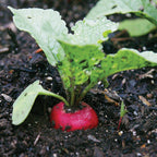 Perfecto Radish
