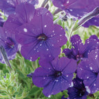 Night Sky Petunia