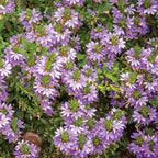 Fancy Scaevola