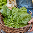 Bloomsdale Long Standing Spinach