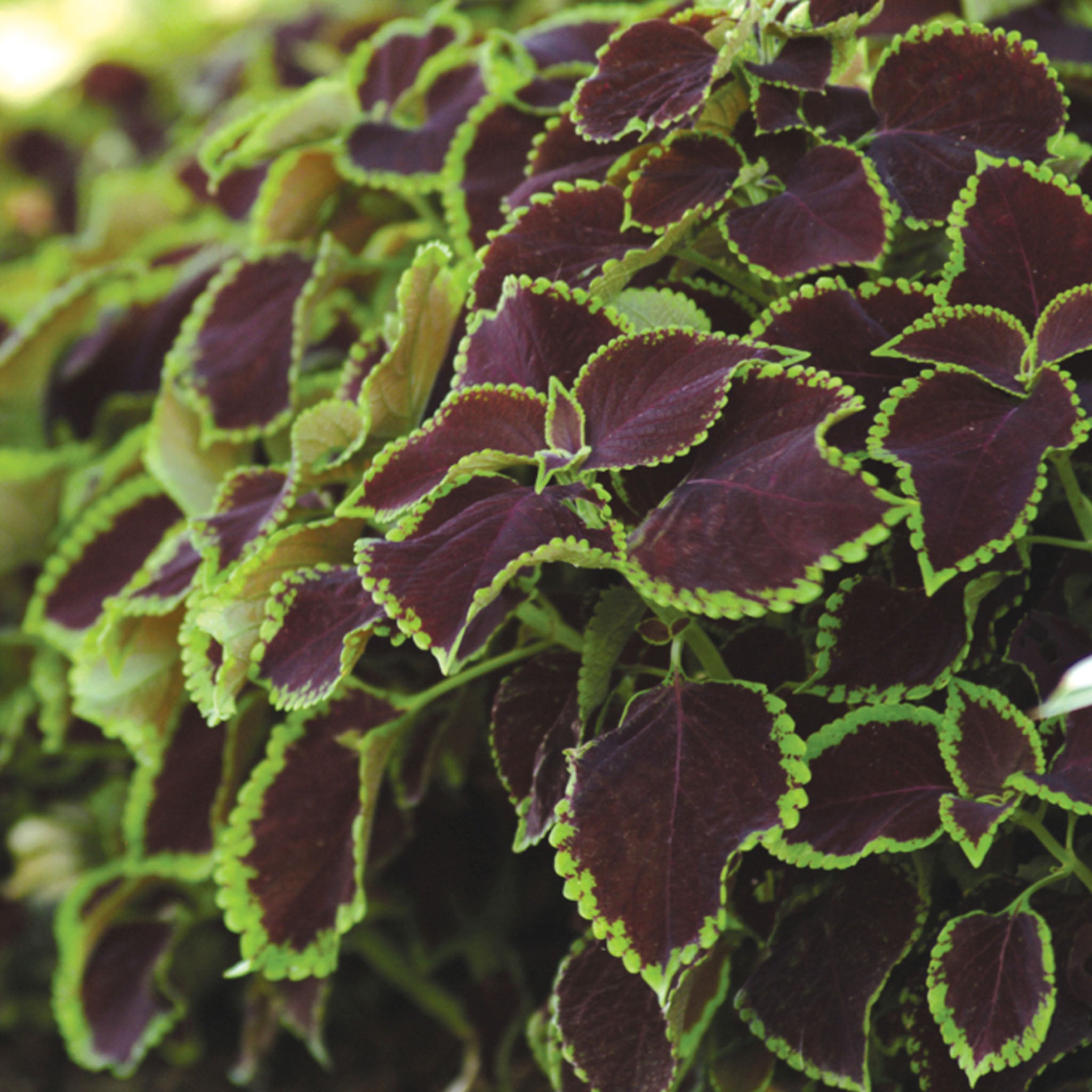 Chocolate Mint Coleus