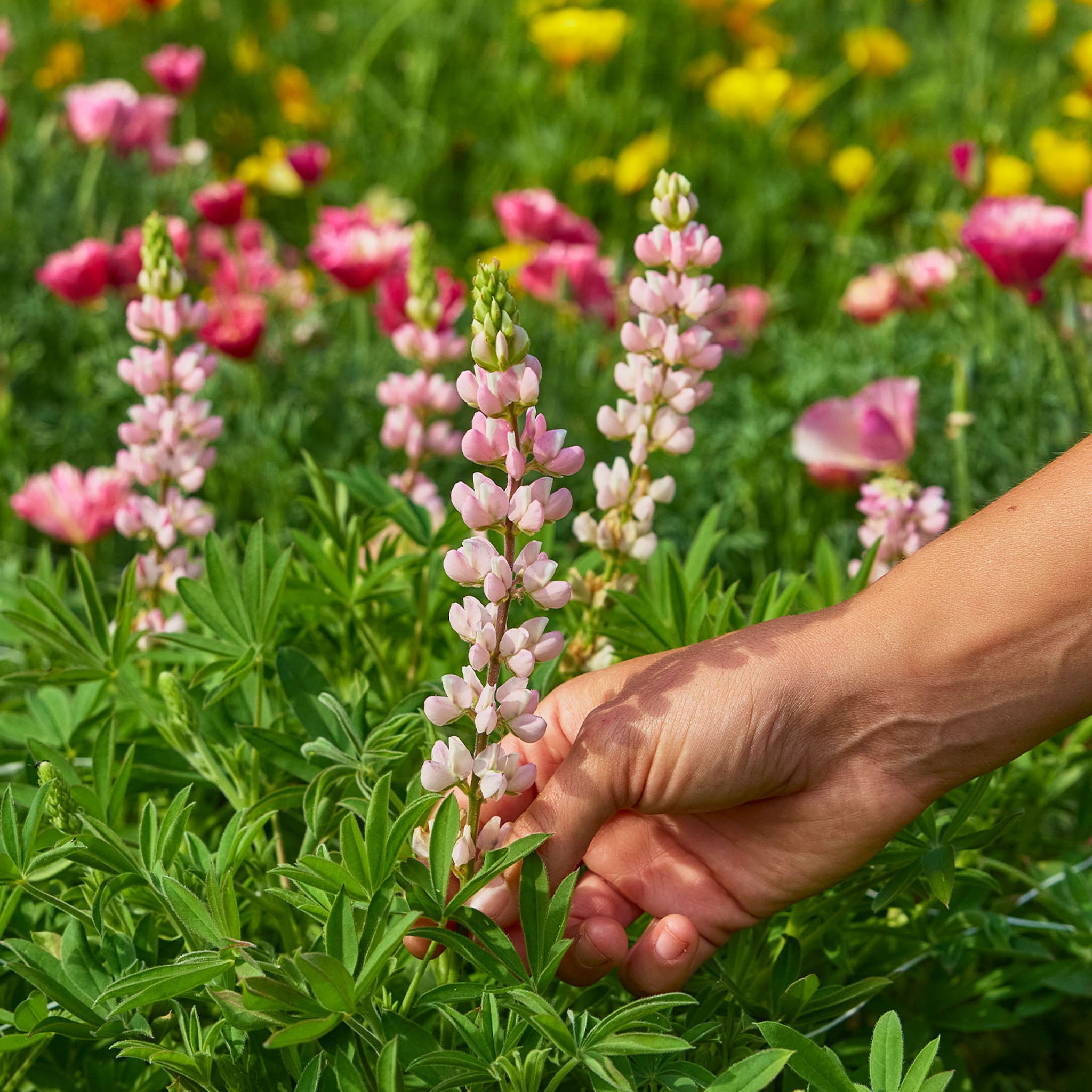 Pixie Pink Lupine
