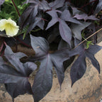 Blackie Ipomoea