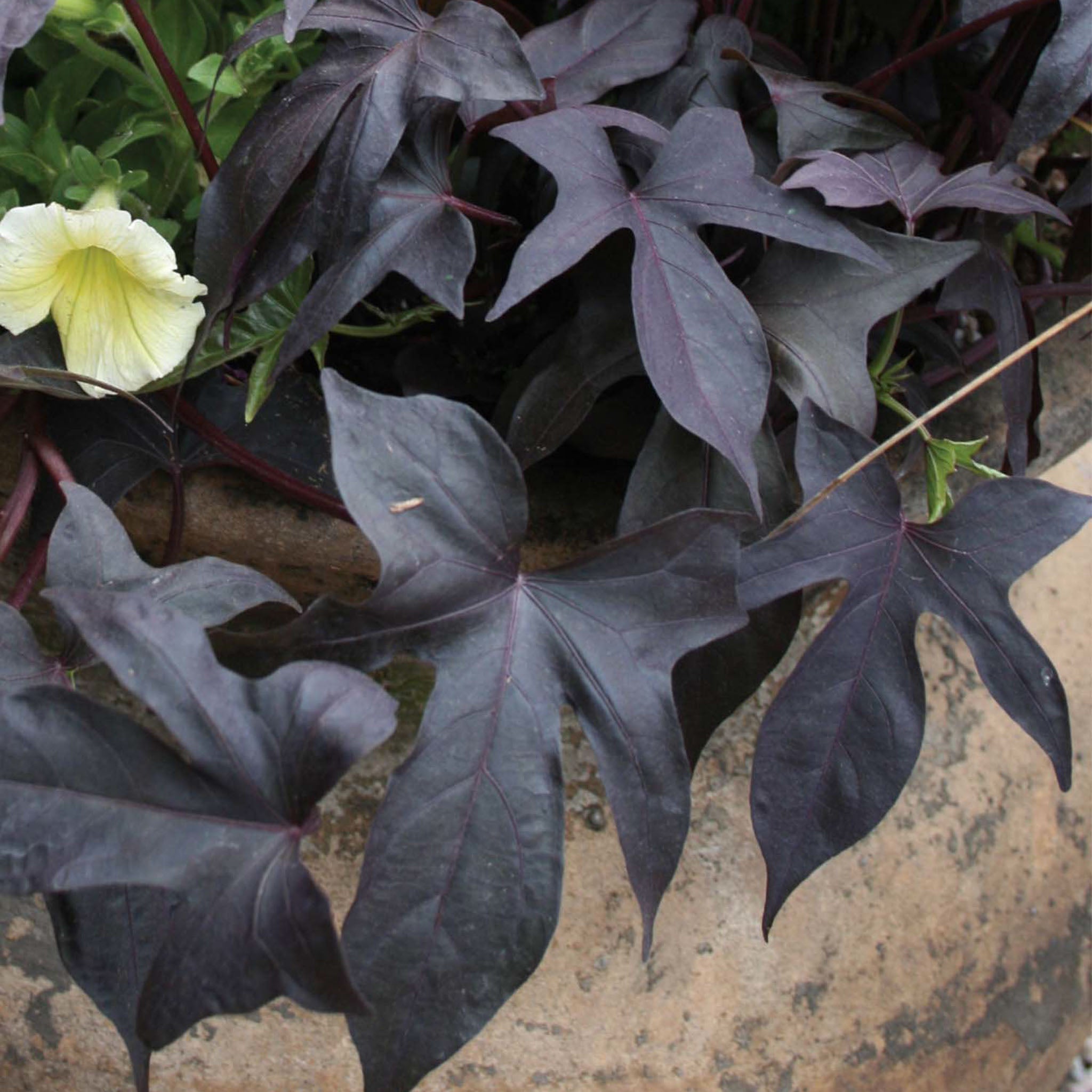 Blackie Ipomoea
