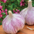 Metechi Garlic Bulbs