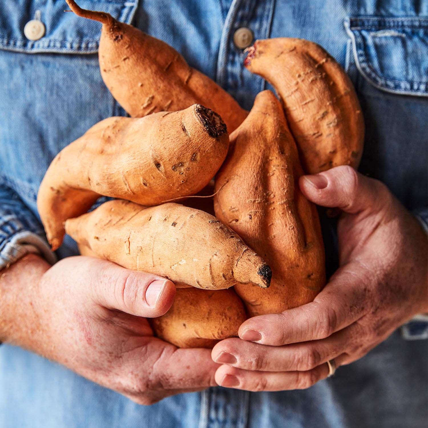 Centennial Sweet Potato Bare Roots