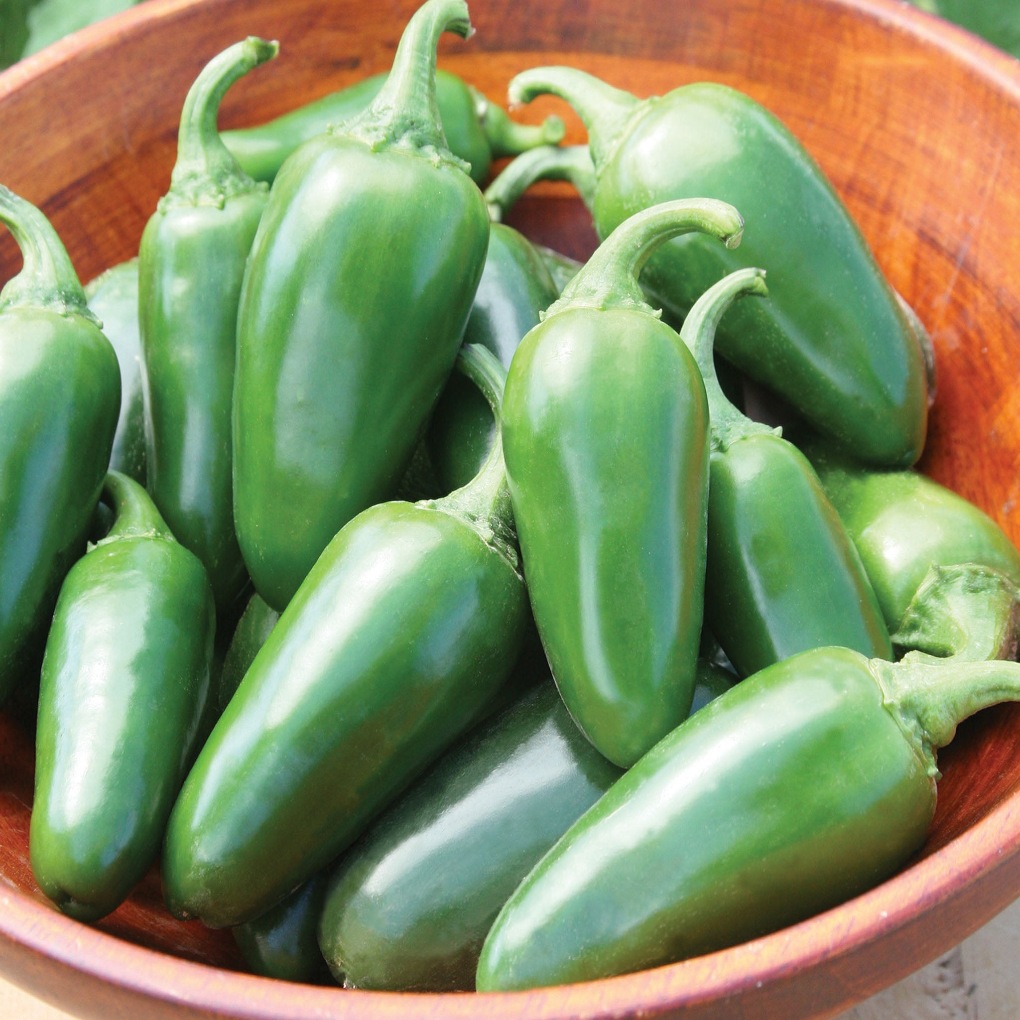 Jalapeño Early Hot Pepper