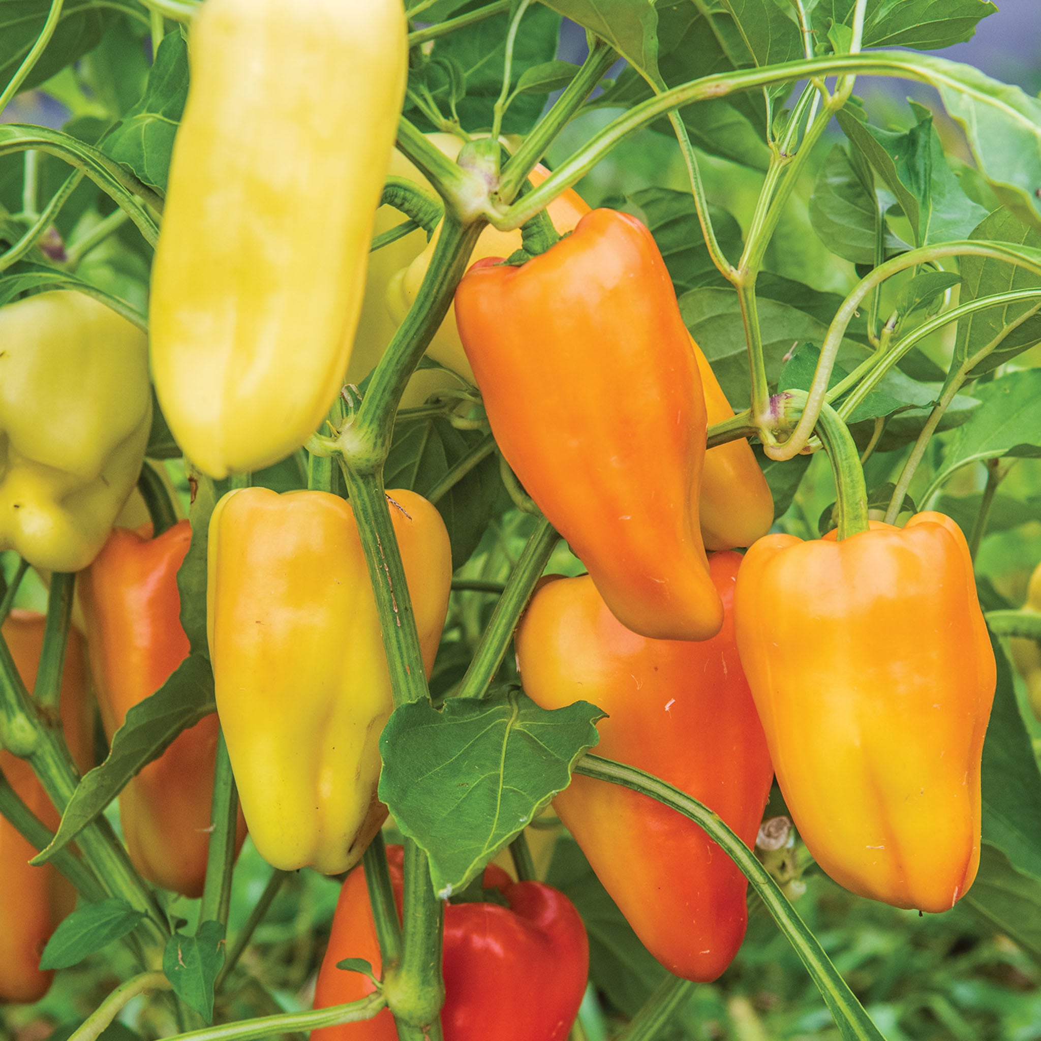 Gypsy Sweet Pepper