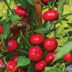 Large Cherry Hot Pepper