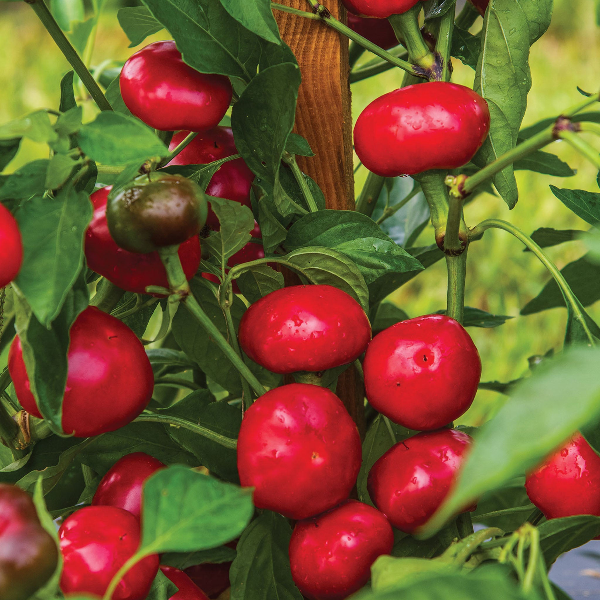 Large Cherry Hot Pepper