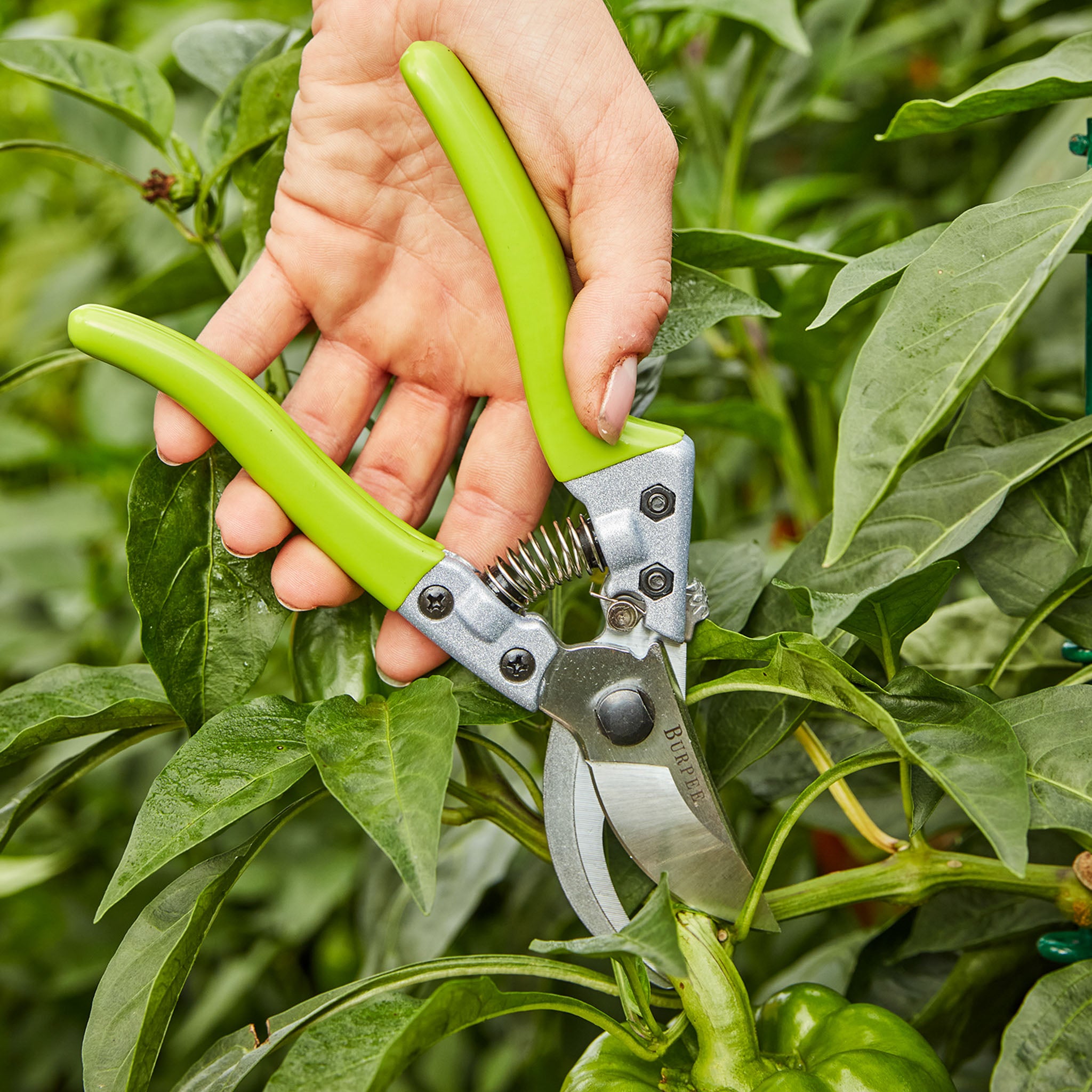 Burpee CR850 Bypass Garden Pruner
