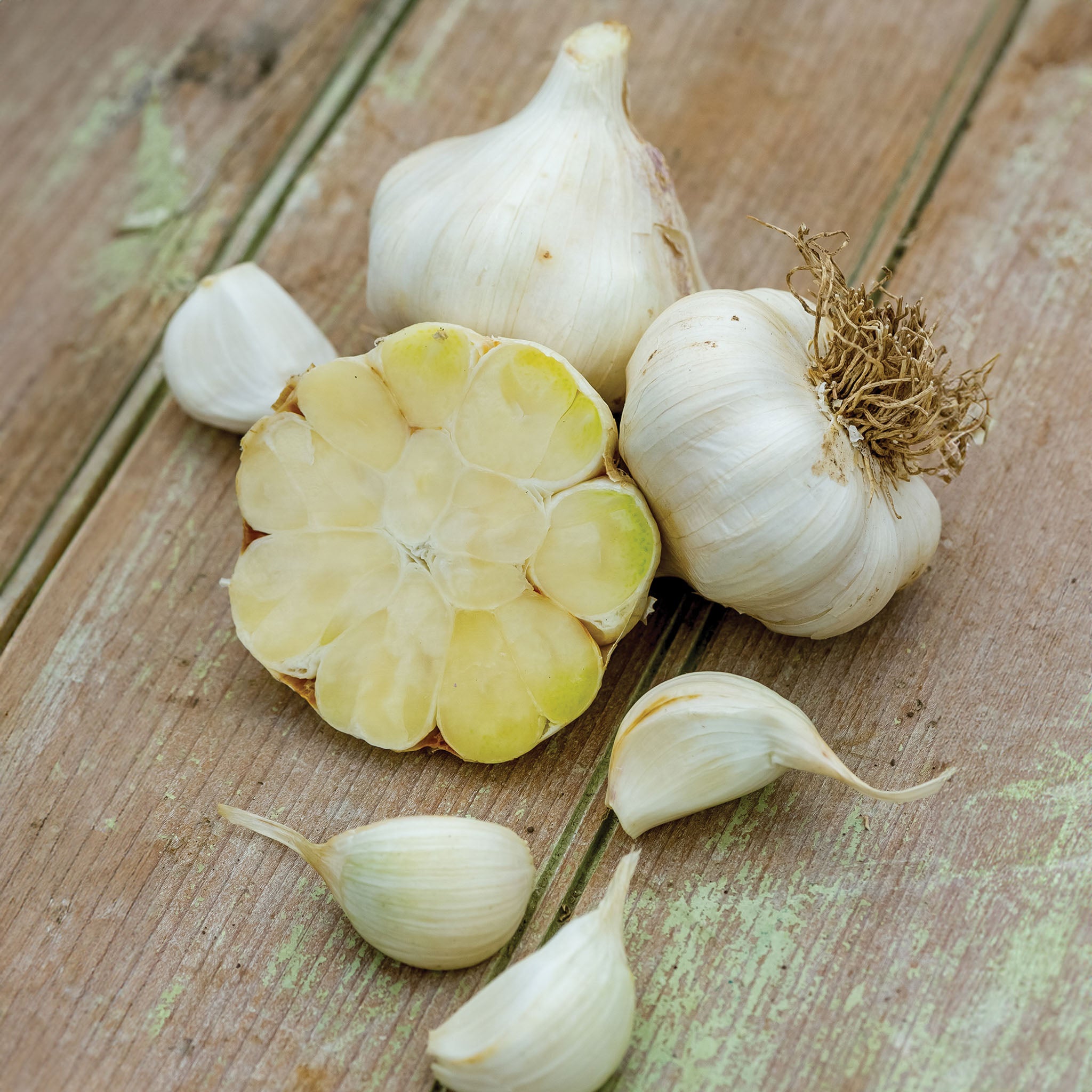 Transylvania Garlic Bulbs