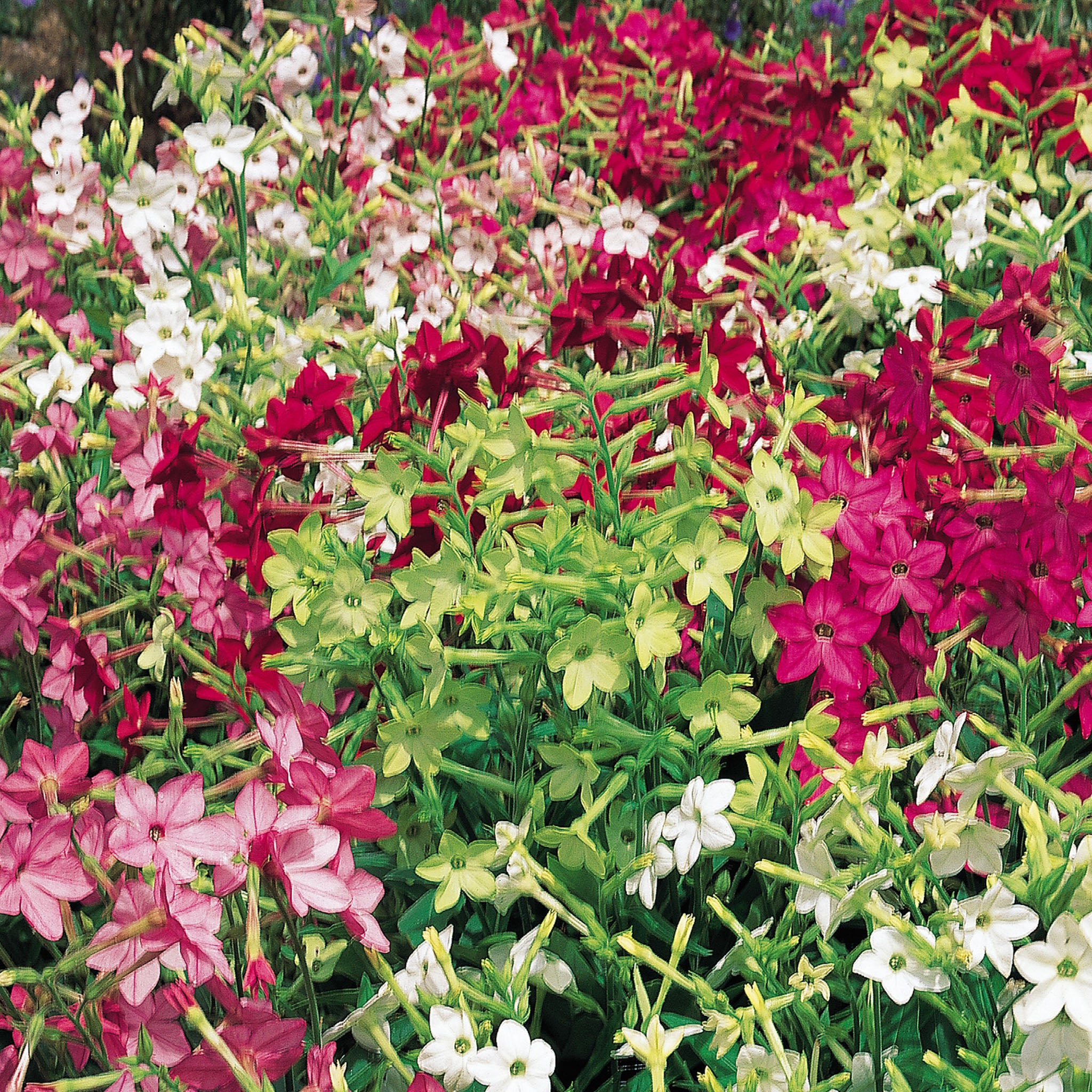 Heaven Scent Nicotiana