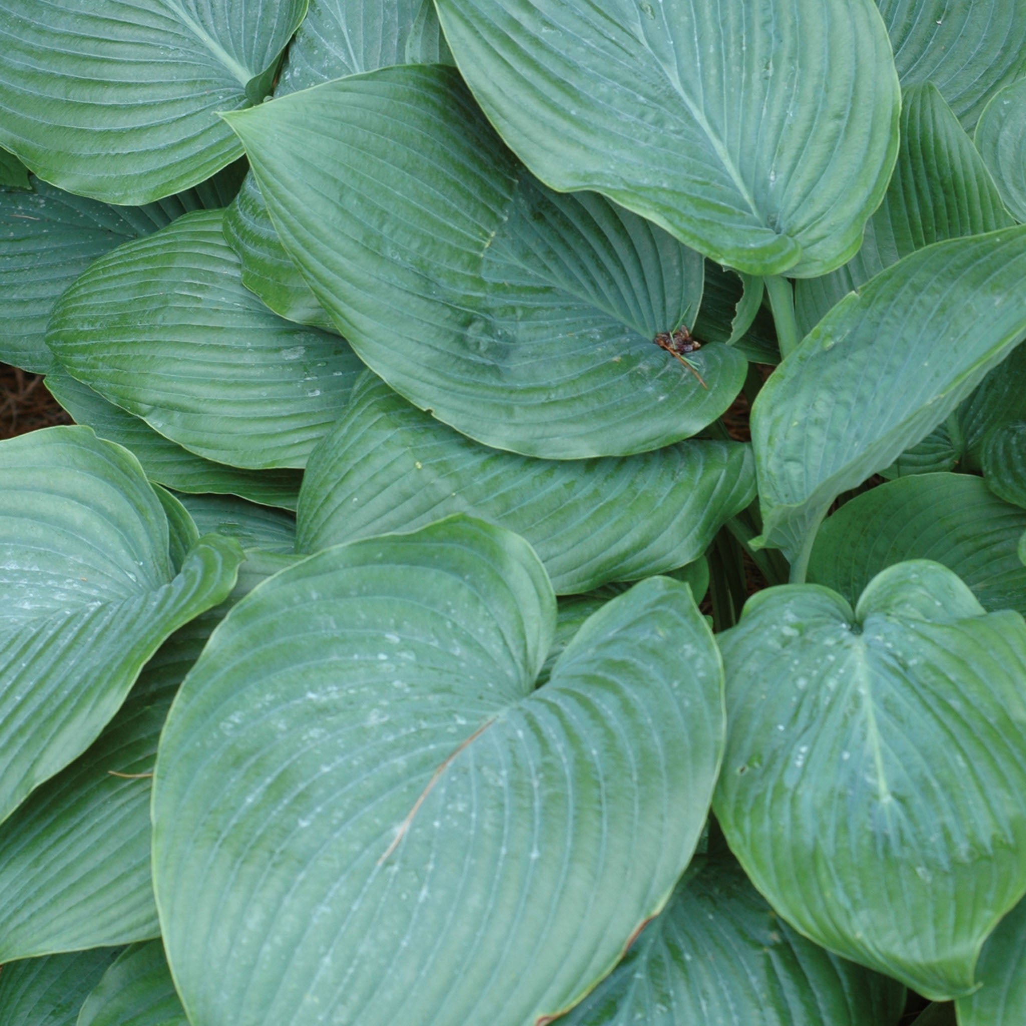 Shadowland® Empress Wu Hosta Bare Roots