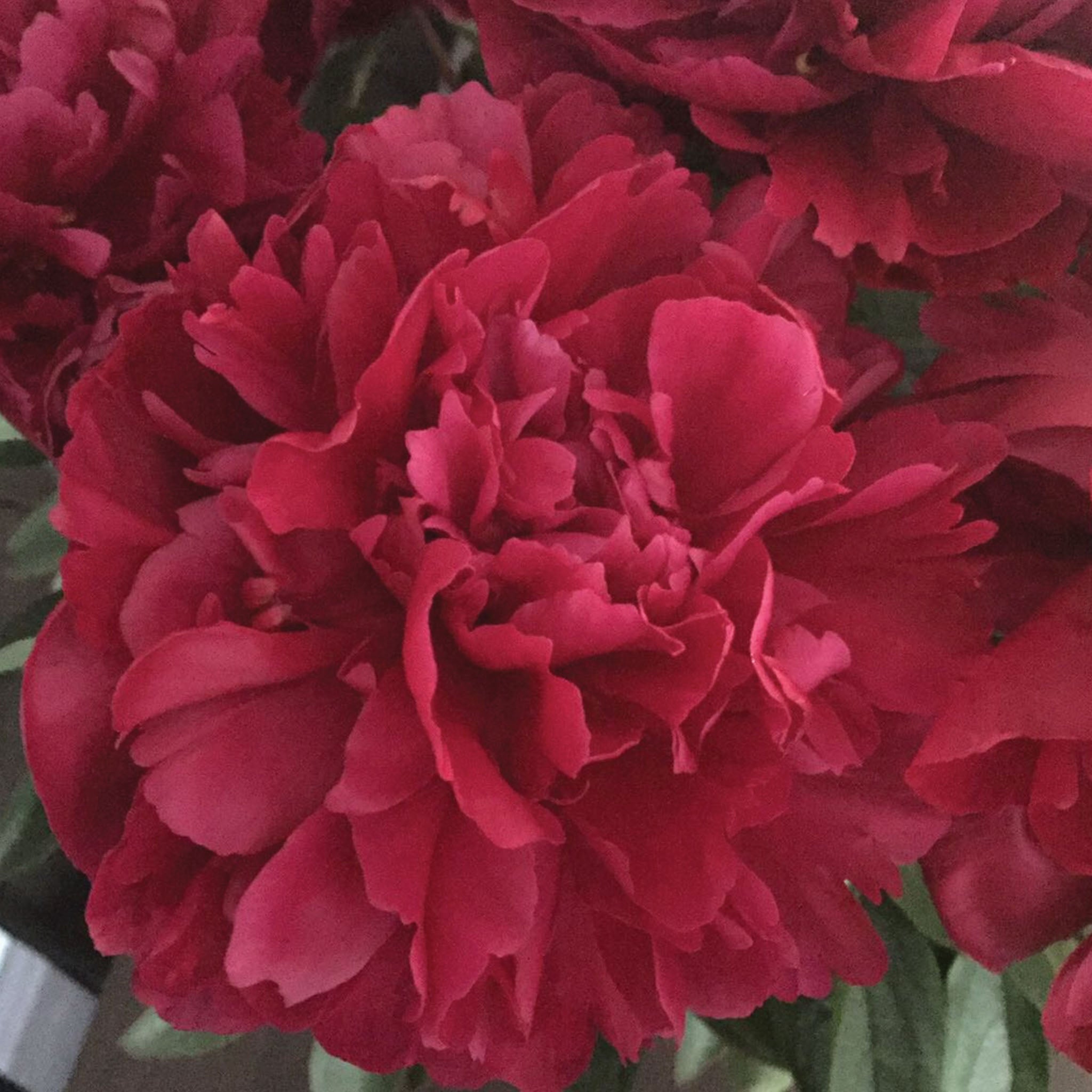 Lady in Red Peony Bare Root