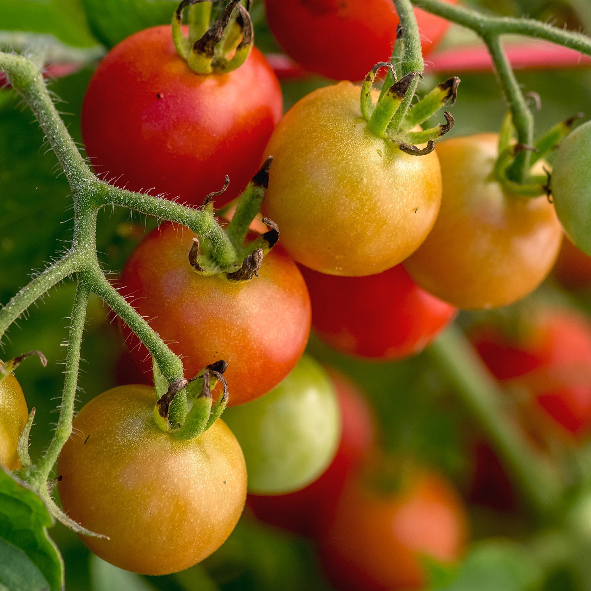 Baby Boomer Tomato