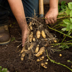 Makah Ozette Potato Tubers