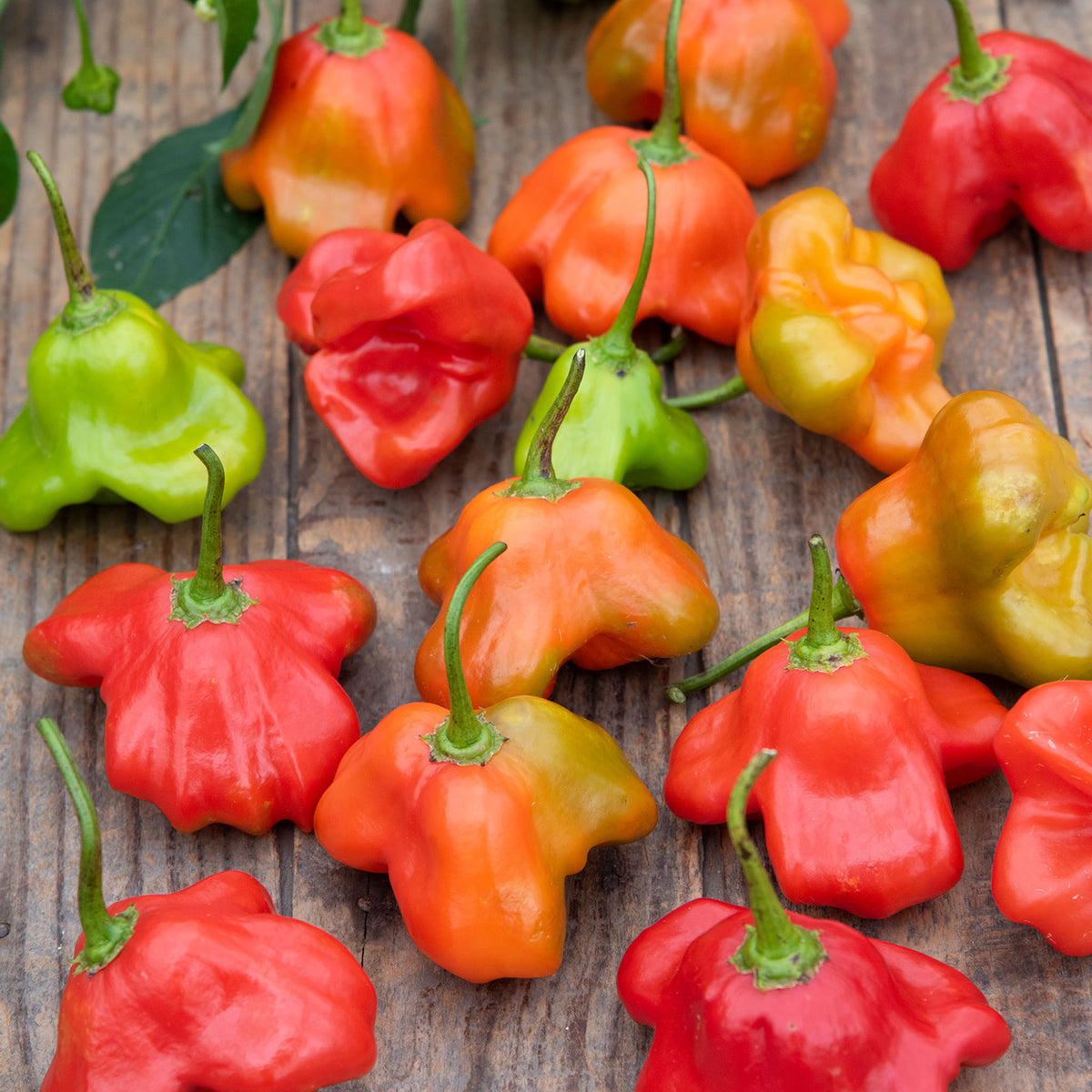 Mad Hatter Hot Pepper