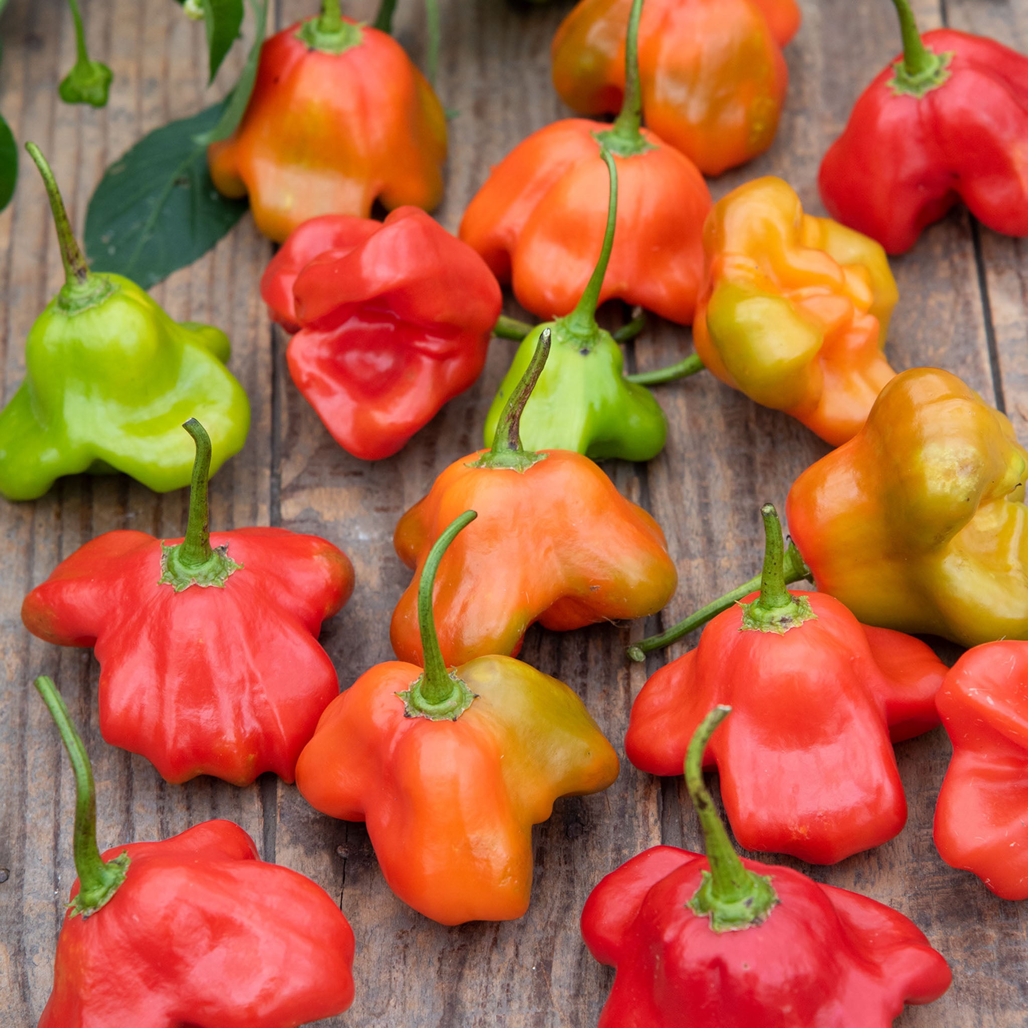 Mad Hatter Hot Pepper