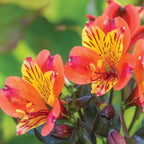 Indian Summer Alstroemeria