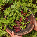 Spicy Mix Mesclun
