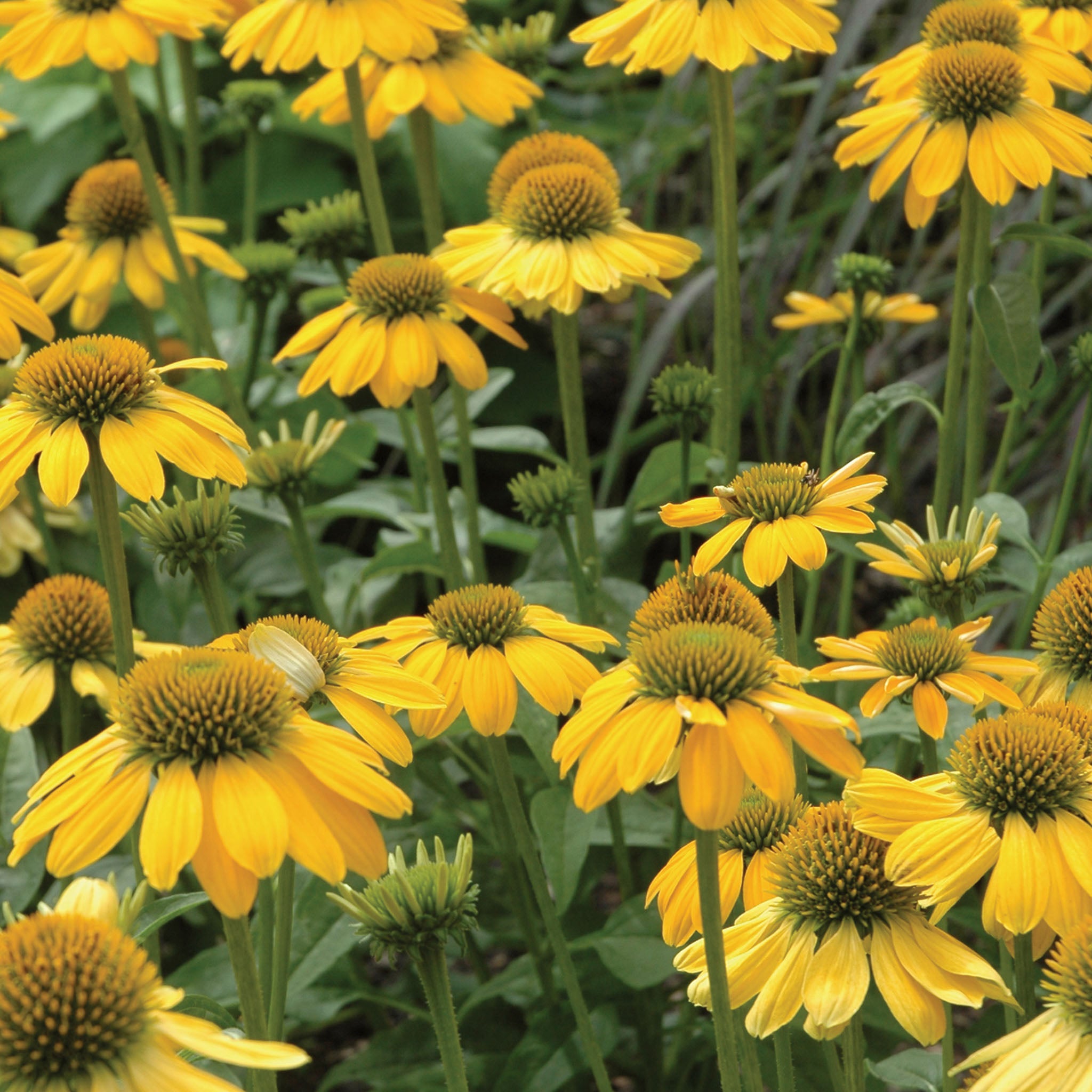 Sombrero Lemon Yellow Echinacea