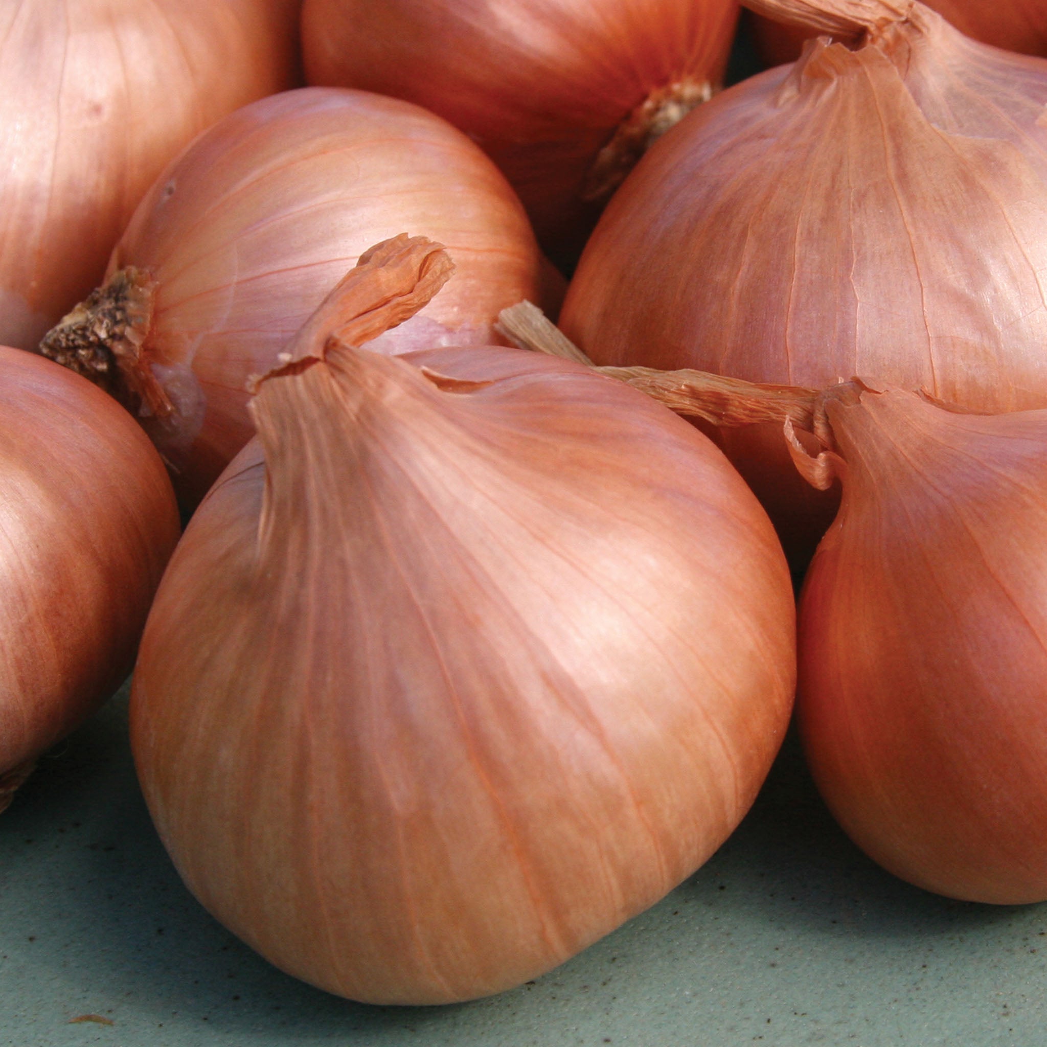 Holland Red Shallots Bulbs