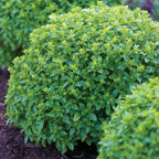 Boxwood Basil