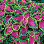 Watermelon Coleus