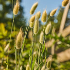 Bunny Ornamental Grass