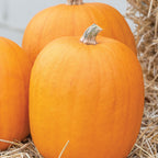 Jack O Lantern Pumpkin