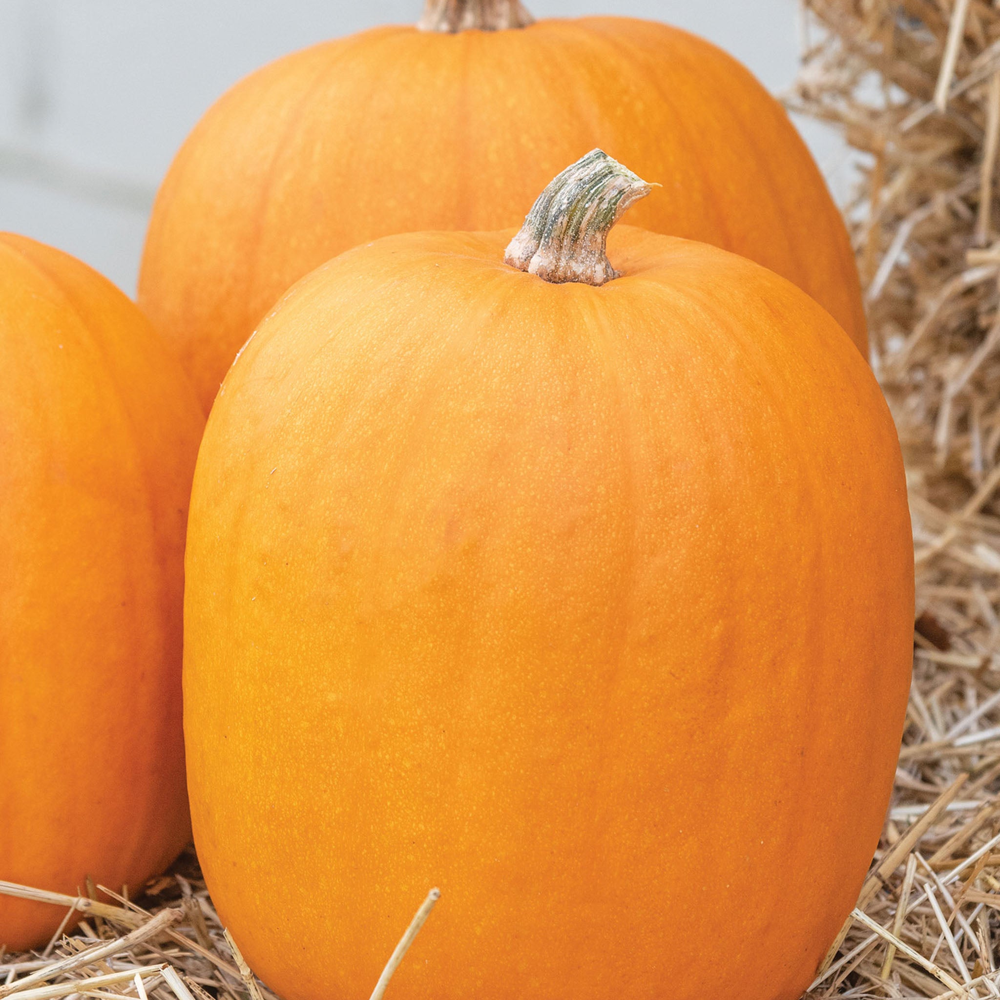 Jack O Lantern Pumpkin