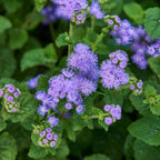 Monarch Magic Ageratum